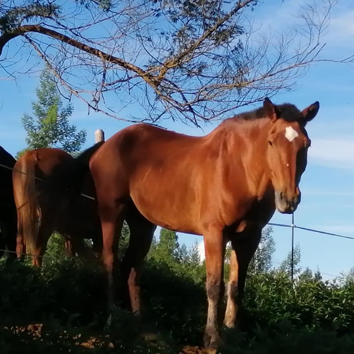 LES CHEVAUX DU MAIDO